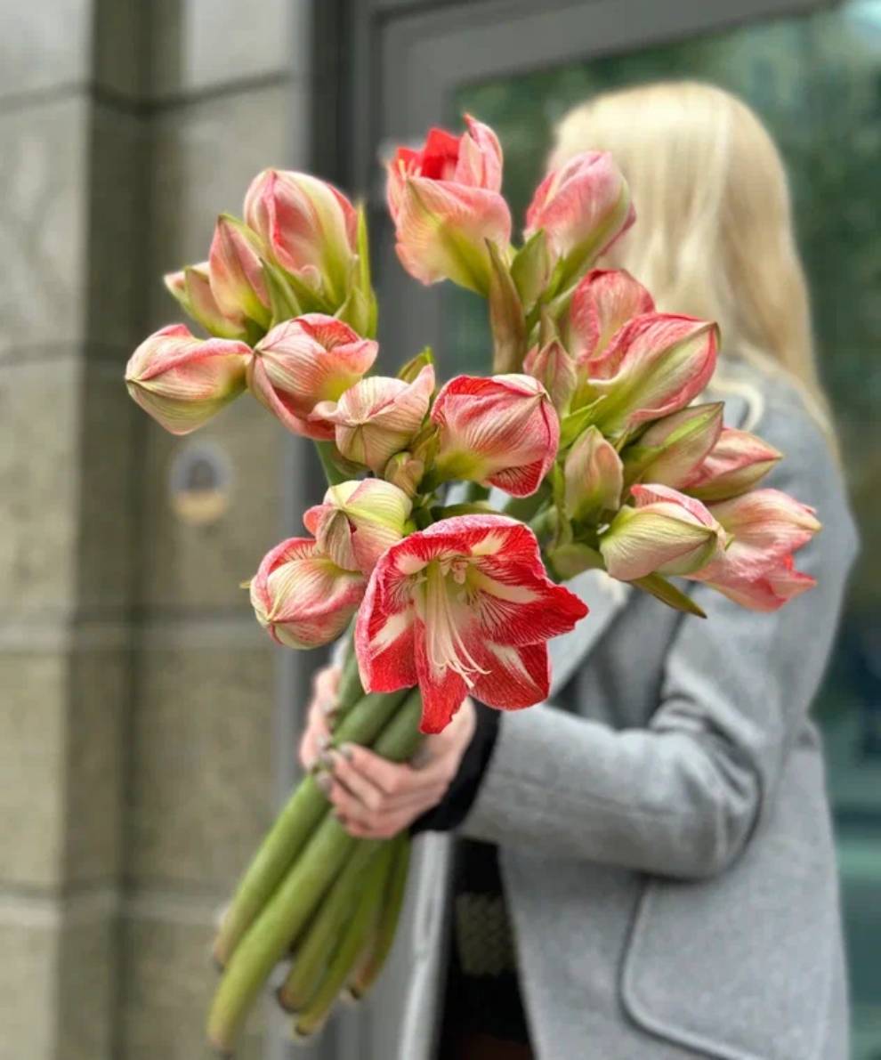 Моно букет амариллисов