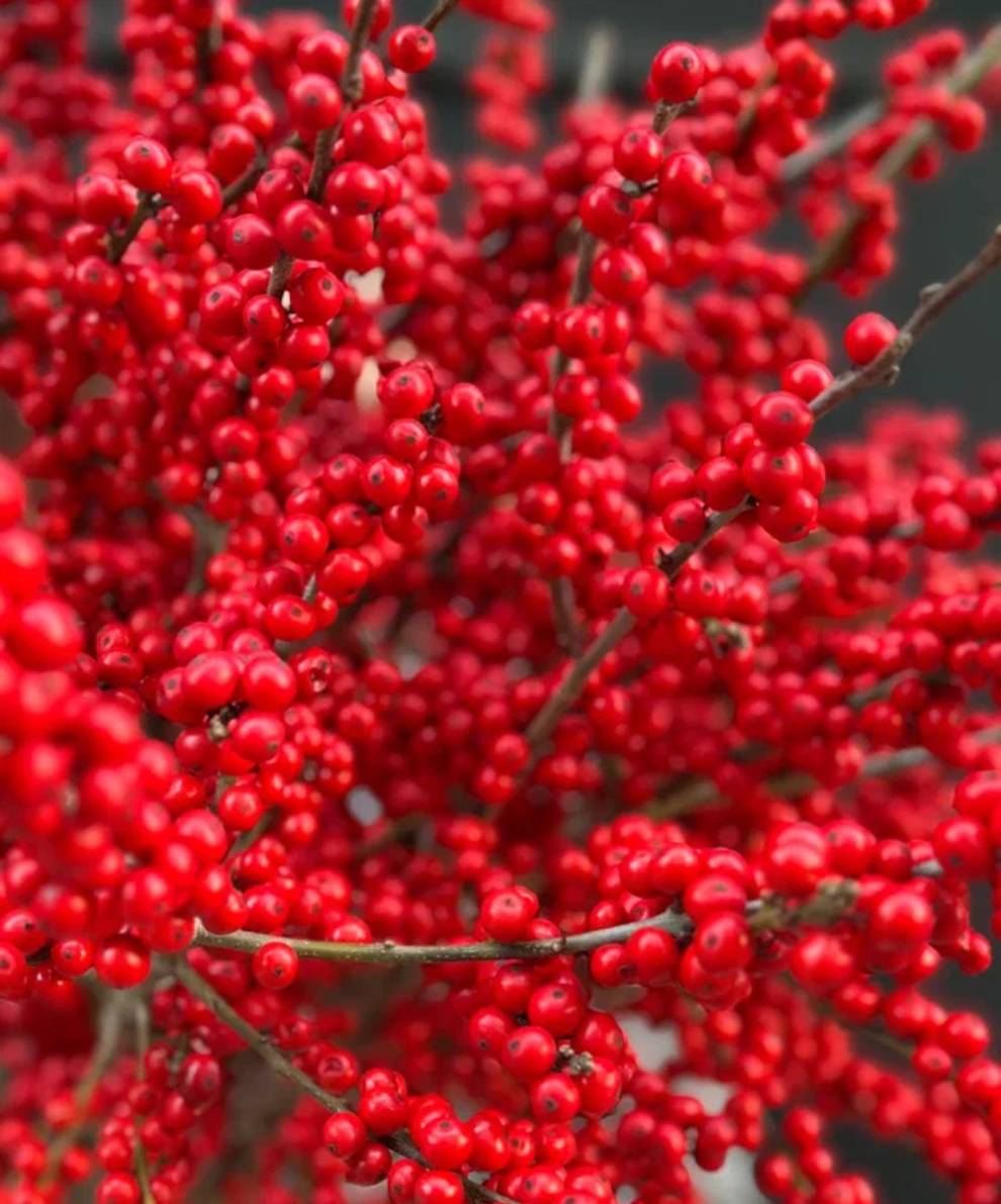 Моно букет из ягод Илекса