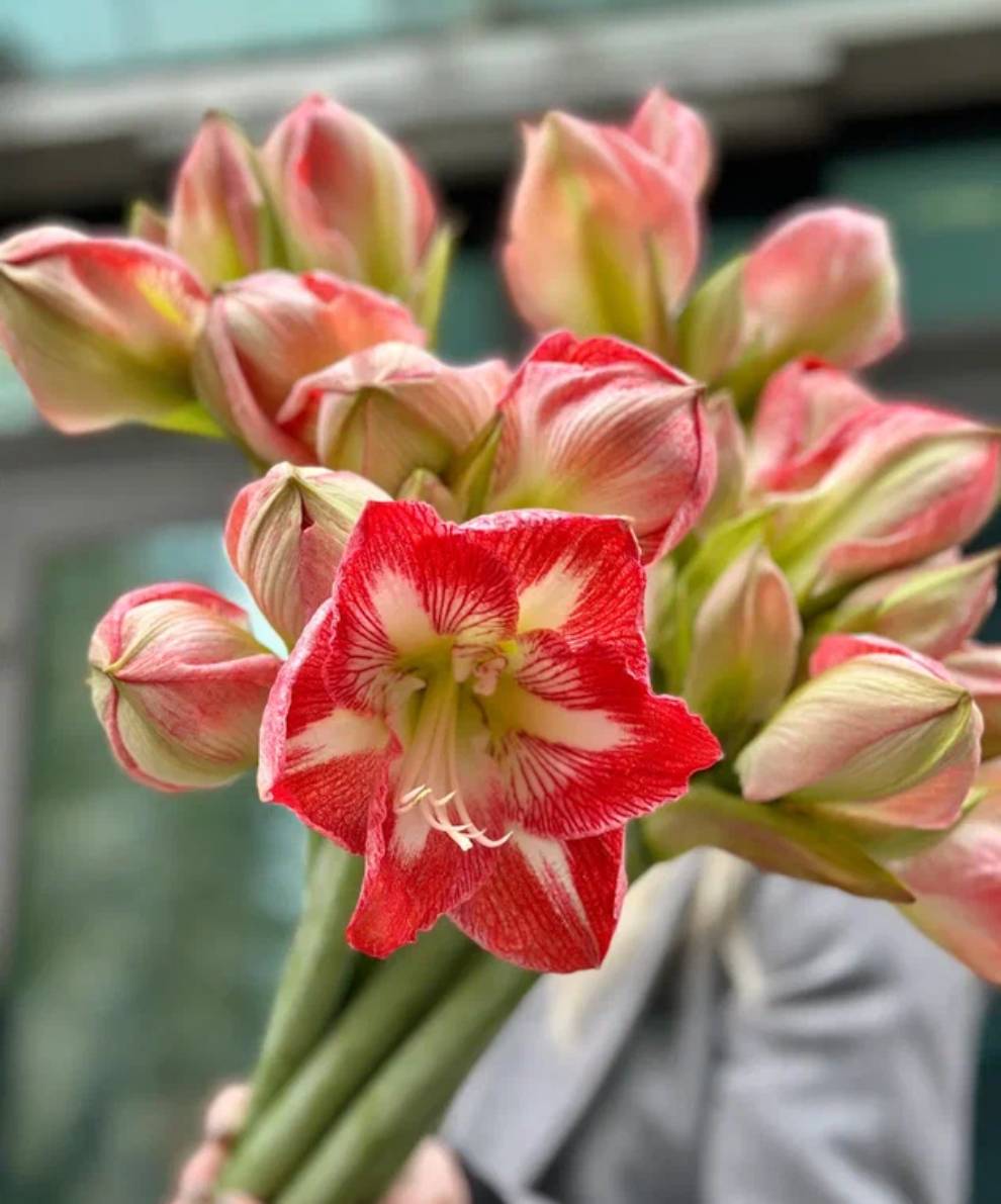 Моно букет амариллисов